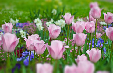 Frühlingserwachen:  Frühlingsblumen in pink, blau und lila :)