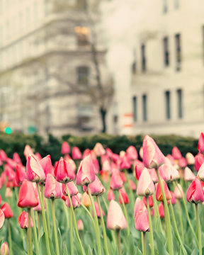 Tulips in spring in New York City