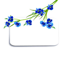 forget-me-flower isolated on white background