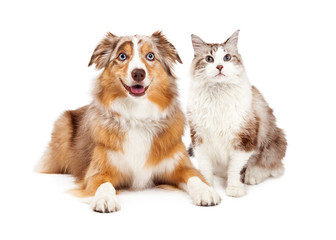 Naklejka premium Cat and Happy Dog Together