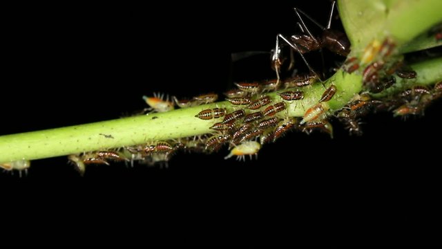Ants tending a colony of aphids in rainforest, Ecuador