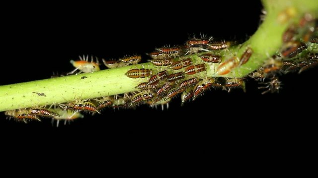 Ants tending a colony of aphids in rainforest, Ecuador