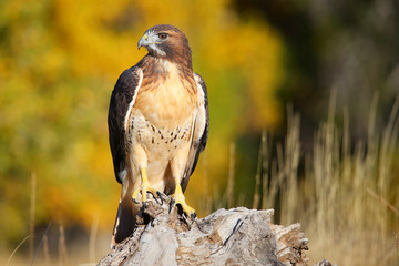 Fototapeta premium Red-tailed hawk sitting on a stump