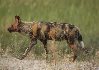 Africa  Botswana wildlife african wild dog