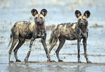 Africa  Botswana, african wild dogs