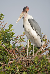 Africa  Botswana. marabou stork at nest.