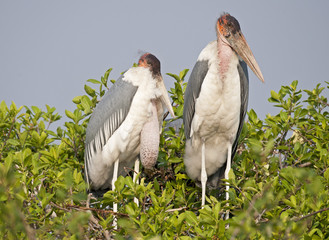 Africa  Botswana. marabou stork at nest.
