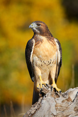 Red-tailed hawk sitting on a stump