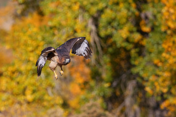Red-tailed hawk in flight