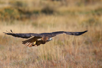 Red-tailed hawk in flight