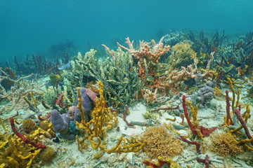 Fototapeta na wymiar High diversity of colorful sponges under the sea