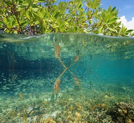 Zelfklevend Fotobehang Mangrove ecosystem over and under the sea © dam