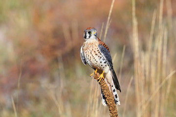 American kestrel sitting on a mullein