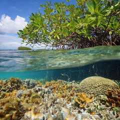 Naklejka premium Over and under sea surface near islet of mangrove