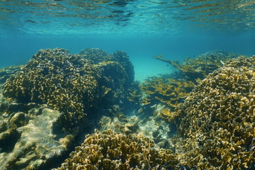 Underwater landscape on a stony coral reef