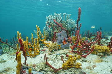 Vibrant underwater life with sea sponges on seabed