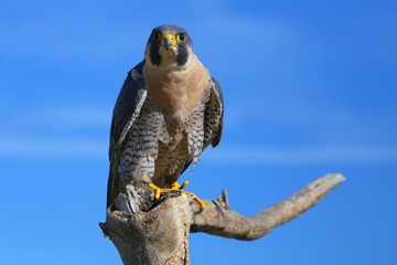 Peregrine falcon sitting on a stick