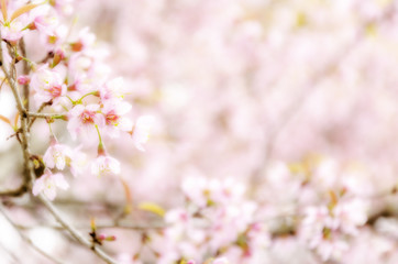 Fototapeta na wymiar Sweet Sakura blossom Blured Background