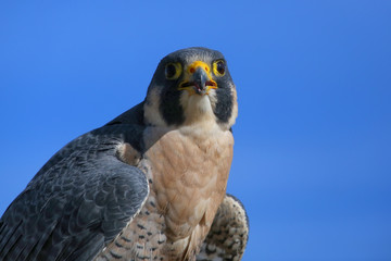 Peregrine falcon sitting on a stick
