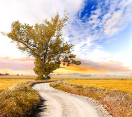 Paisaje de atardecer. Arbol y camino en tonos naranja