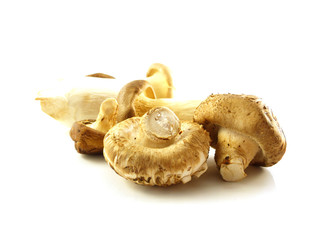 mushrooms on white background