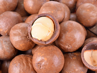 Ripe macadamia nuts closeup