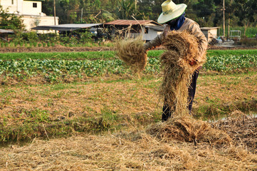 Farmers mulching plants with straw to help conserve moisture