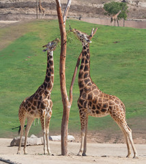 Naklejka na ściany i meble Two Giraffes having mid day meal
