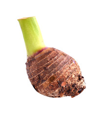 taro with white background