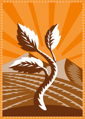 Growing Plant Leaf Field Mountains