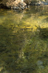 Fishes in pond with natural light.