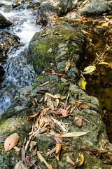 Dried leaves on rocks with natural light.