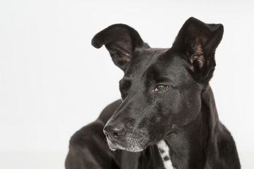Fototapeta premium Hundeportrait