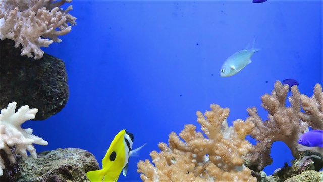 tripical fishes and coral in aquarium