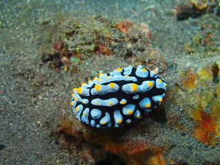 True sea slug, Island Bali, Tulamben