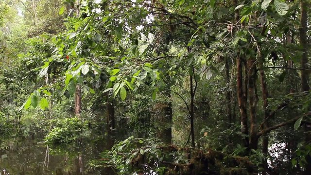 Drifting through an Amazonian oxbow lake