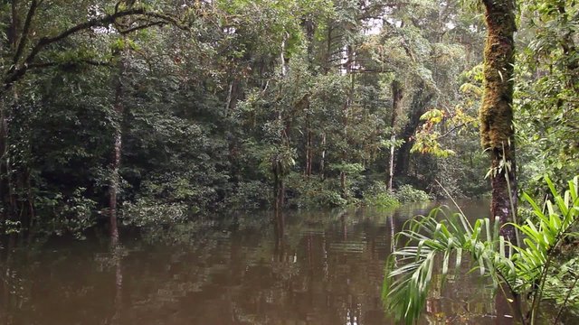 Drifting through an Amazonian oxbow lake