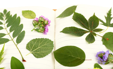 Dry up plants on book isolated on white