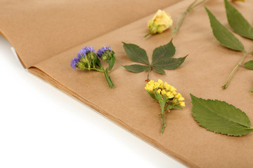 Dry up plants on scrapbook close up