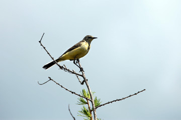 oriole