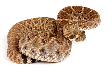 Western Diamondback Rattlesnake.