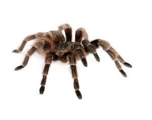 Brazilian Red Tarantula © asbtkb