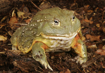 Pixie Frog
