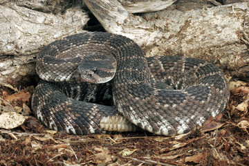 Southern Pacific Rattlesnake