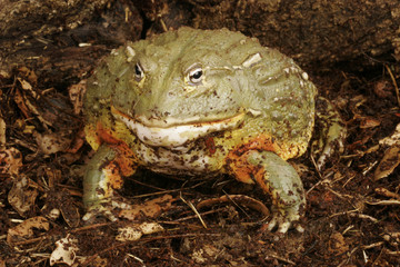 Pixie Frog
