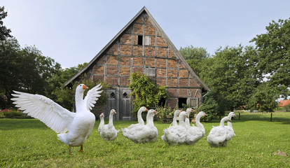 Gänse auf dem Bauernhof © artfocus