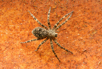 Deck Spider