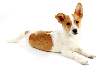 Cute dog isolated on white background