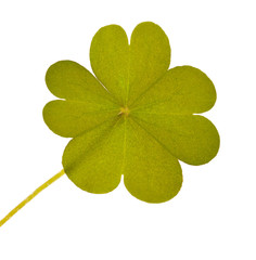 four element clover isolated leaf