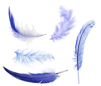 Five Blue Feathers Isolated On White